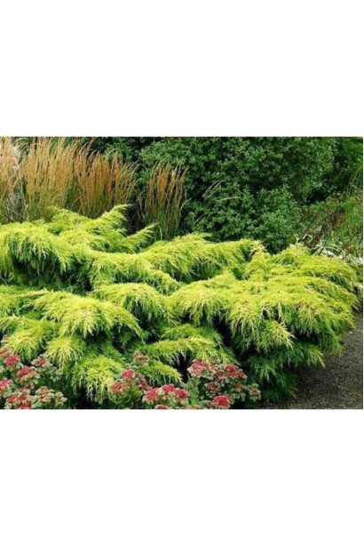 Ялівець середній Голден Саусер 